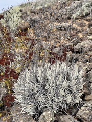 Dudleya attenuata attenuata