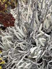 Dudleya attenuata attenuata