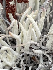 Dudleya attenuata attenuata