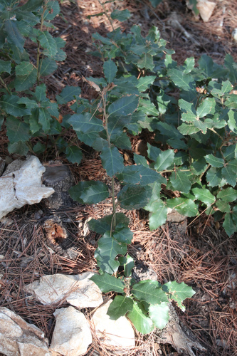 Hrast crnika (Quercus ilex)
