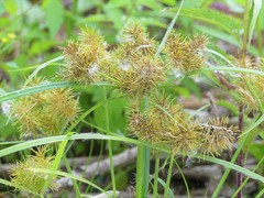 Cyperus engelmannii