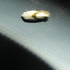 Opostegoides gephyraea