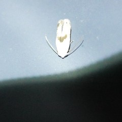 Opostegoides gephyraea