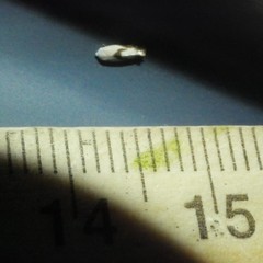 Opostegoides gephyraea