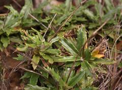 Hermas quinquedentata