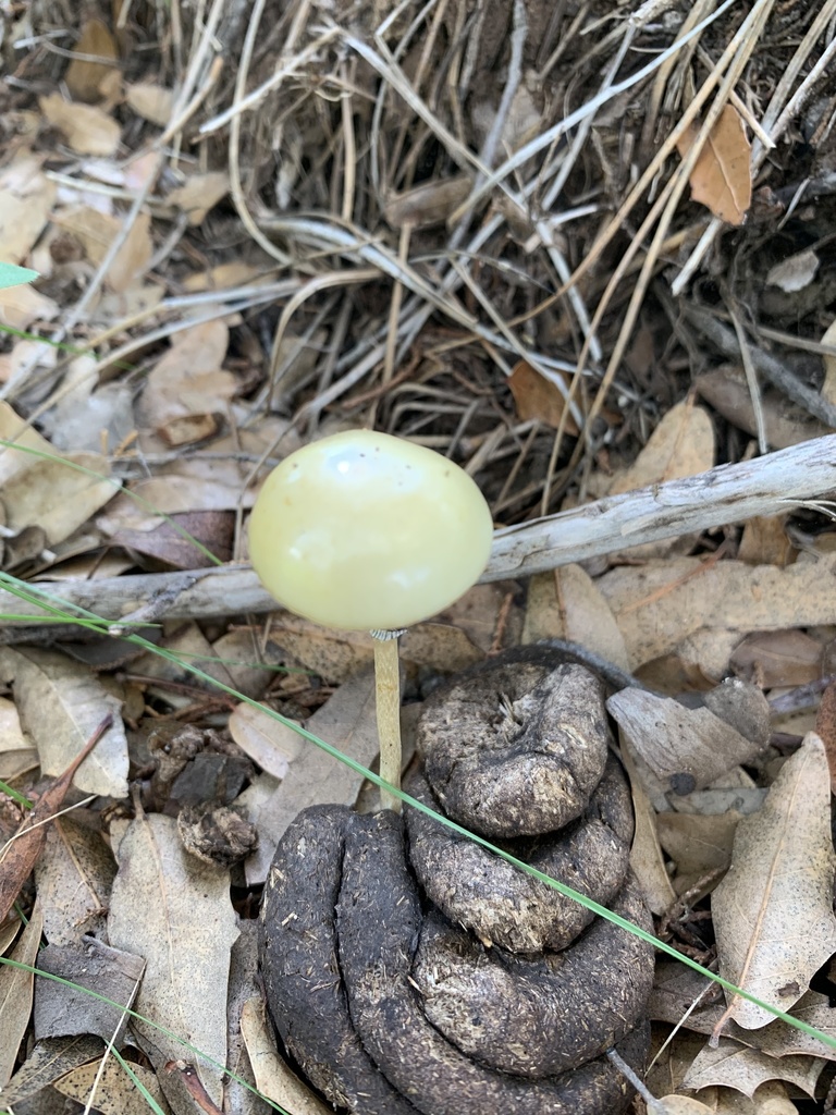 Protostropharia dorsipora