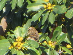 Gymnoris superciliaris