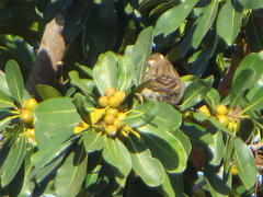 Gymnoris superciliaris