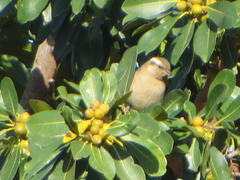 Gymnoris superciliaris