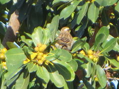 Gymnoris superciliaris