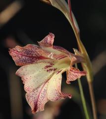 Gladiolus maculatus