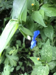 Commelina communis