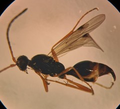 Phaenoserphus