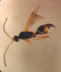 Phaenoserphus