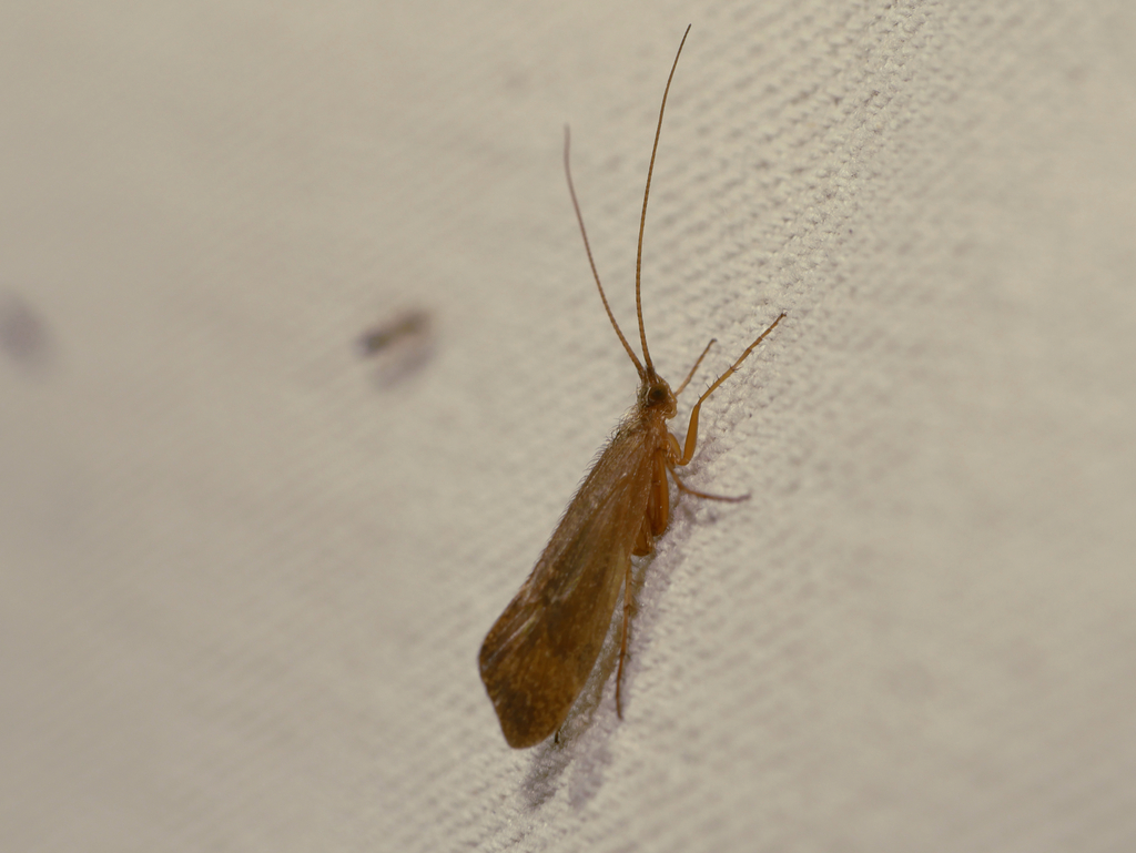 Limnephilus ignavus