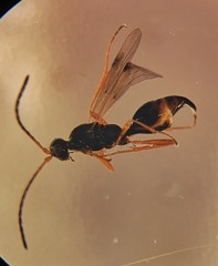 Phaenoserphus