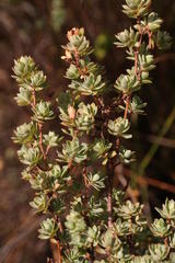 Cliffortia carinata