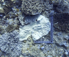 Lobophytum patulum