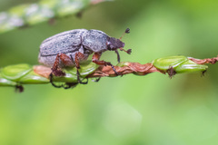 Macrodactylus mexicanus