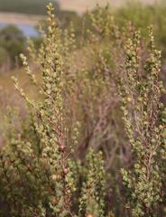 Cliffortia carinata