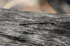 Cryptoblepharus pulcher