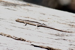 Cryptoblepharus pulcher