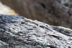 Cryptoblepharus pulcher