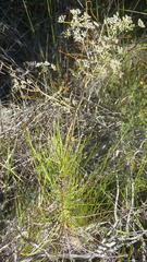 Anginon difforme