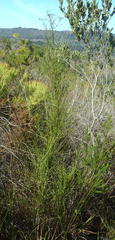 Anginon difforme