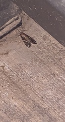 Plagiomimicus pityochromus