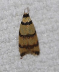 Saphezona pholidoxantha