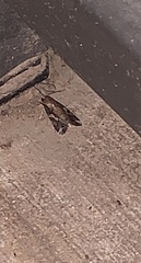 Plagiomimicus pityochromus