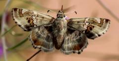 Caprona pillaana