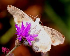 Caprona pillaana