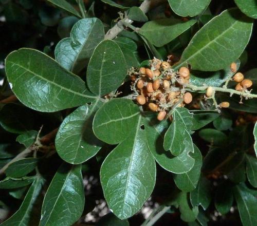 Searsia pentheri (Zahlbr.) Moffett