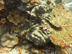 Lobophytum patulum