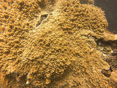 Sclerophytum variabilis