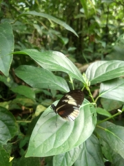 Heliconius cydno