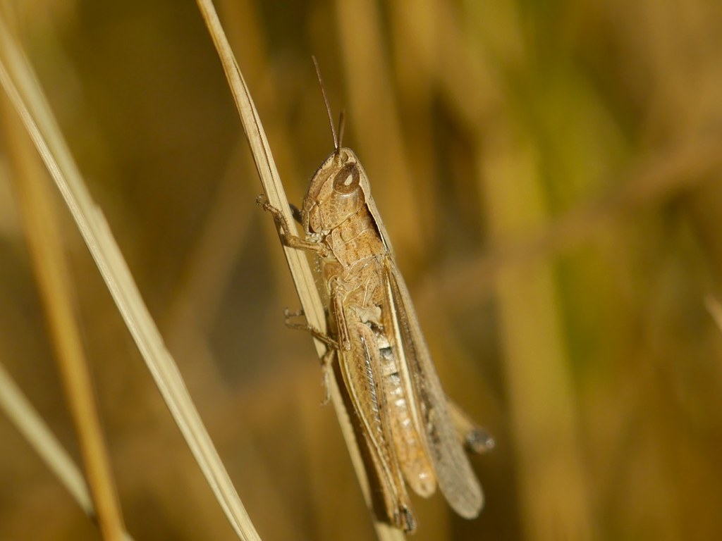 Chorthippus loratus