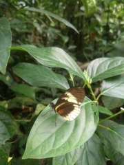 Heliconius cydno