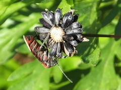 Spilostethus pandurus elegans