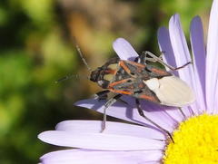 Spilostethus pandurus elegans