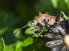 Spilostethus pandurus elegans