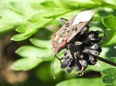 Spilostethus pandurus elegans