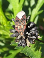 Spilostethus pandurus elegans