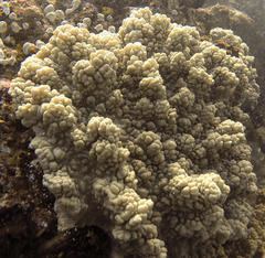 Sclerophytum variabilis