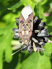Spilostethus pandurus elegans
