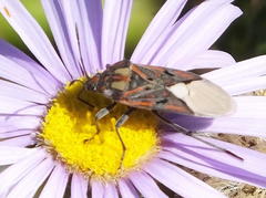 Spilostethus pandurus elegans