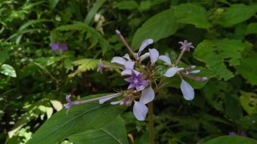 Phyllopentas image