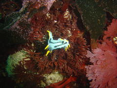 Polycera capensis